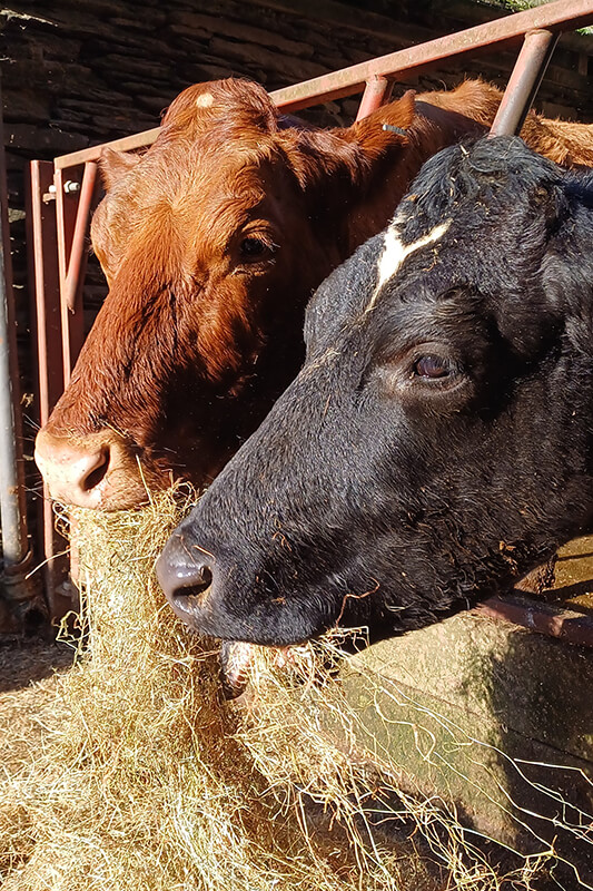 Hill Top Farm, Beef Suckler Herd