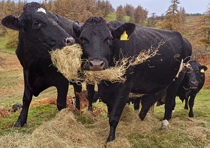 Hill Top Farm, Near Sawrey, Cattle feeding time