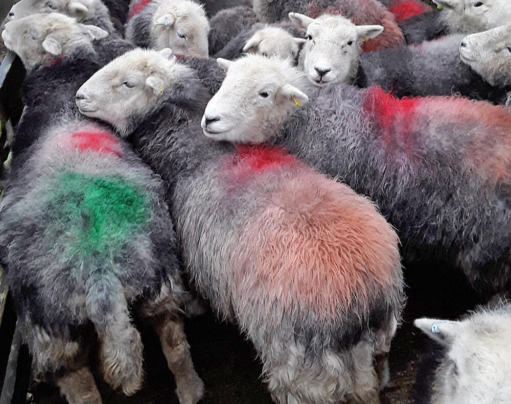 Hill Top Farm, flock of Herdwick sheep