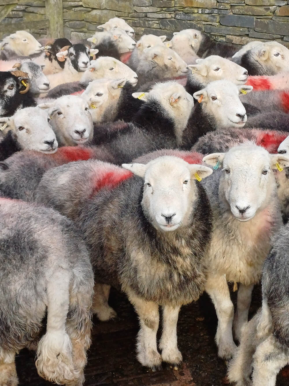 Hill Top Farm, Herdiwck sheep