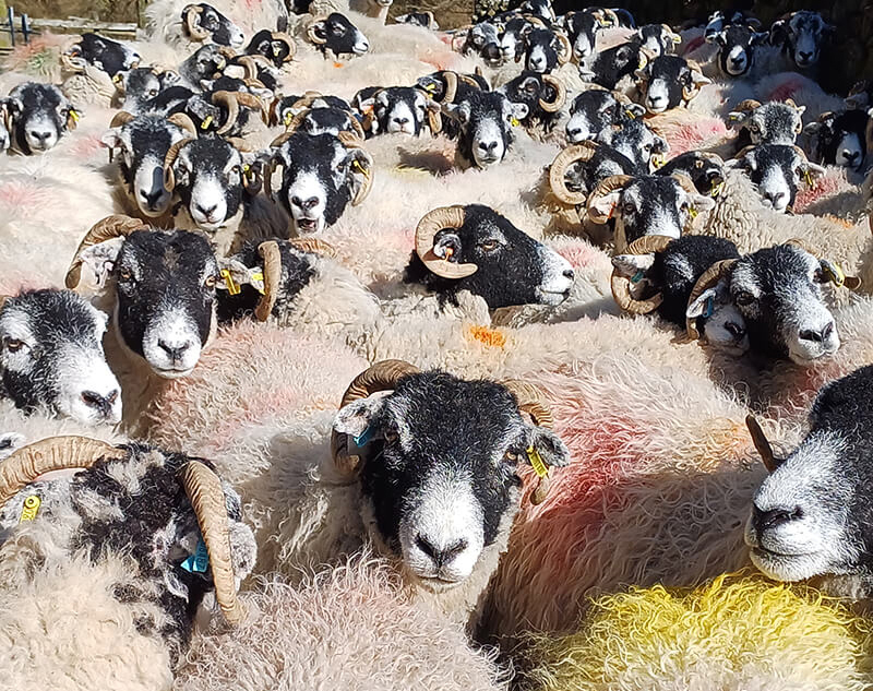 Hill Top Farm, flock of sheep